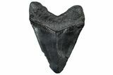 Fossil Megalodon Tooth - South Carolina #299443-2